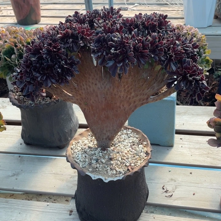 多肉的大肉和不小块