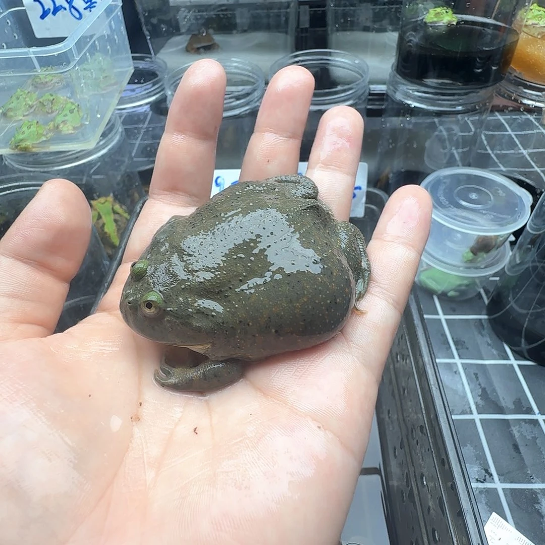 角蛙戏小丑蛙闪拍