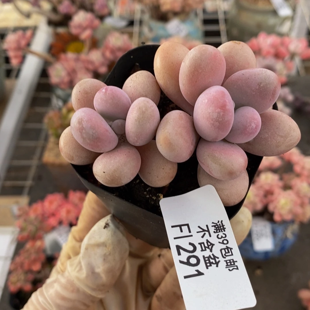 糖果291/6cm多肉