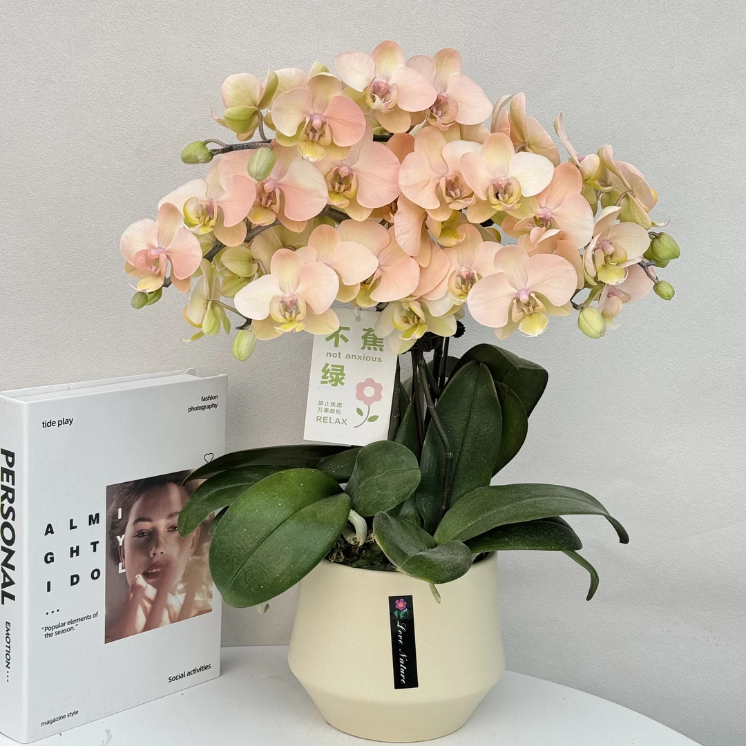 蝴蝶兰【梦幻水蜜桃】 网红爆款马卡龙色纯植物提取色素喷染2-3