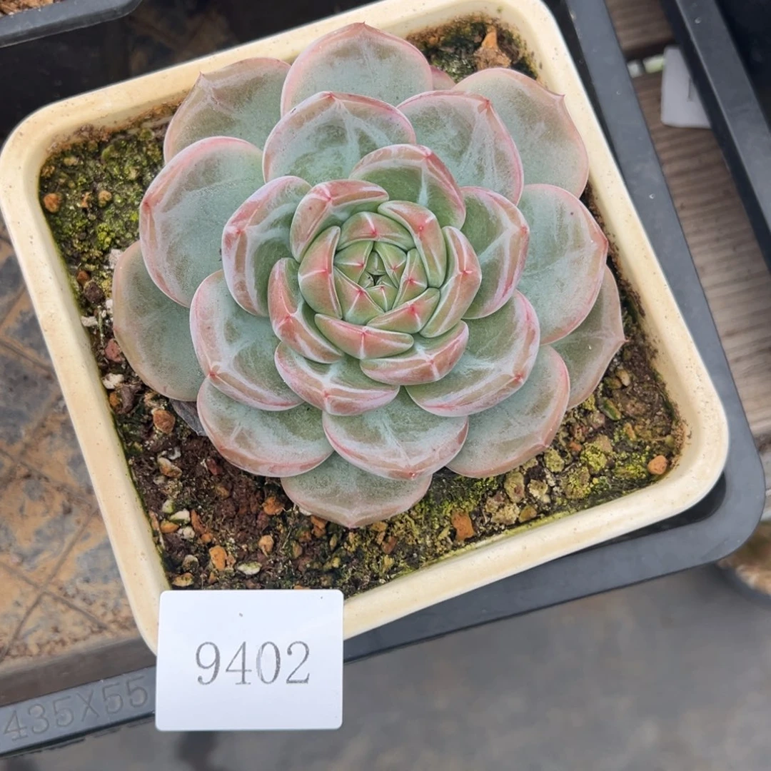 ـ****▗9402肉肉肉肉不售后
