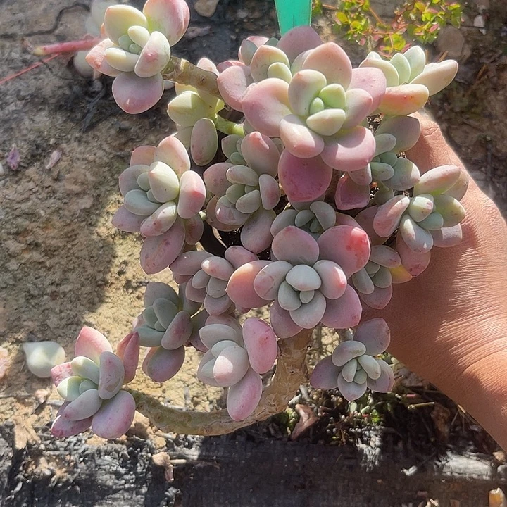 两单包邮，一物一拍，58洛神