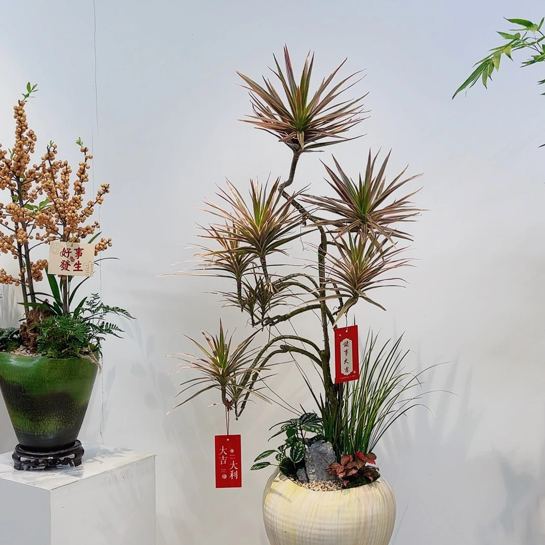 无花朵高端盆景一物一拍