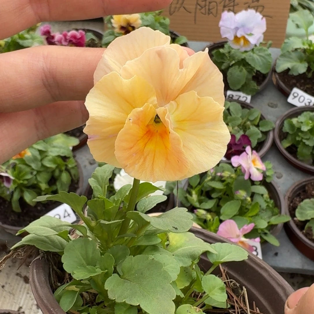 大部分花苞少量开放931