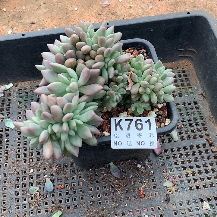 桃花峪缀化761号 璐璐多肉