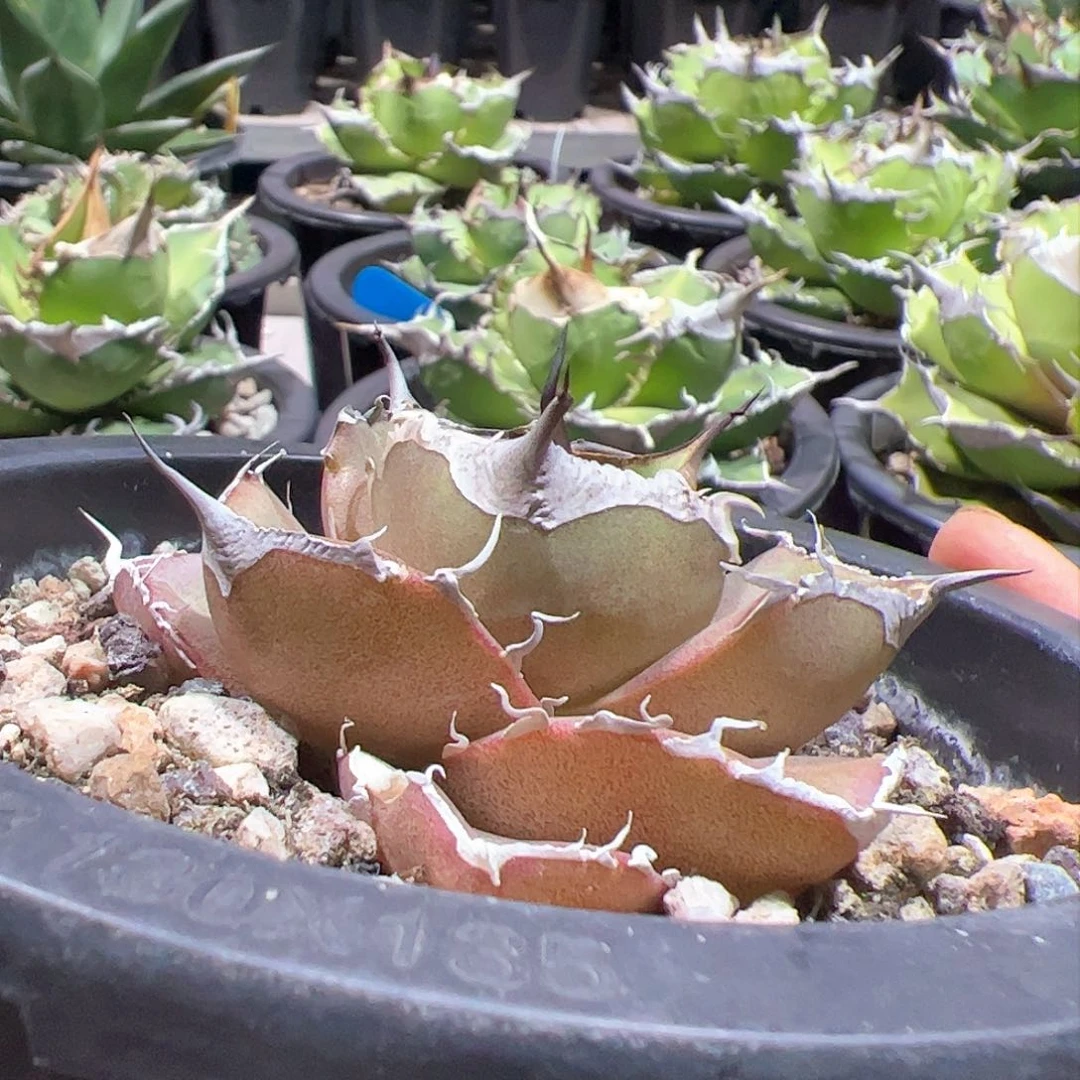 可****兄黑豹龙舌兰植物仁王冠