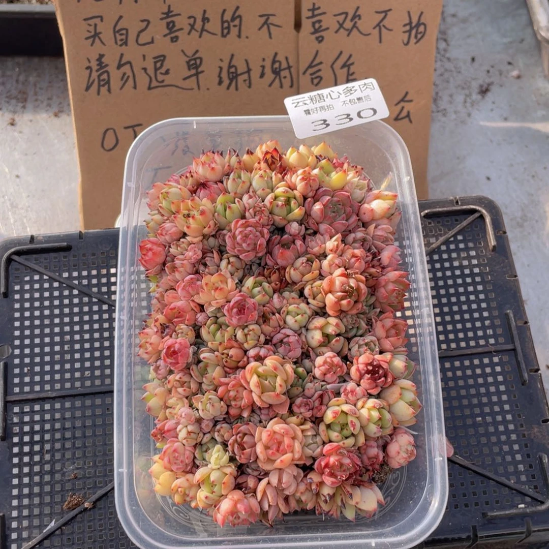 云糖心多肉植物330