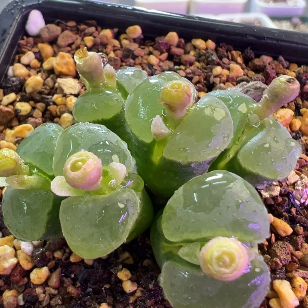 超美大窗极窗2151 肉锥植物