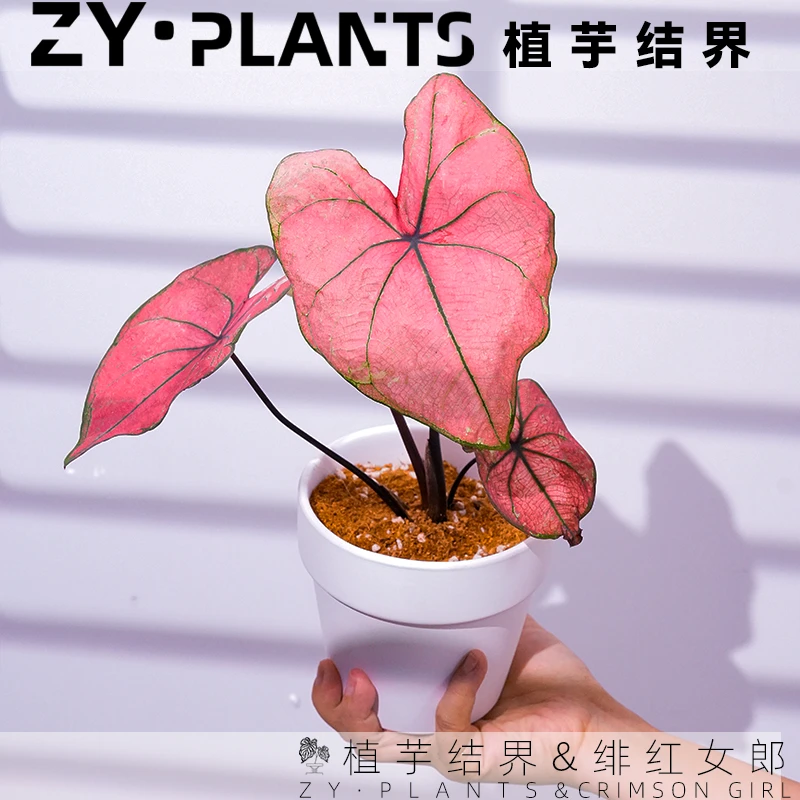 「植芋结界」绯红女郎彩叶芋育苗盆INS风客厅阳台观叶粉色植物盆栽