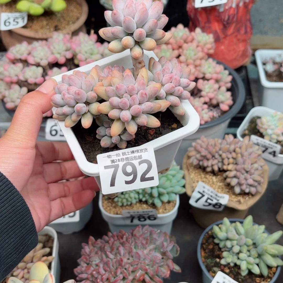 婴儿手指无盆土发货