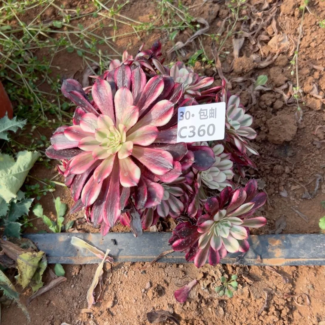 360白天鹅多肉法师