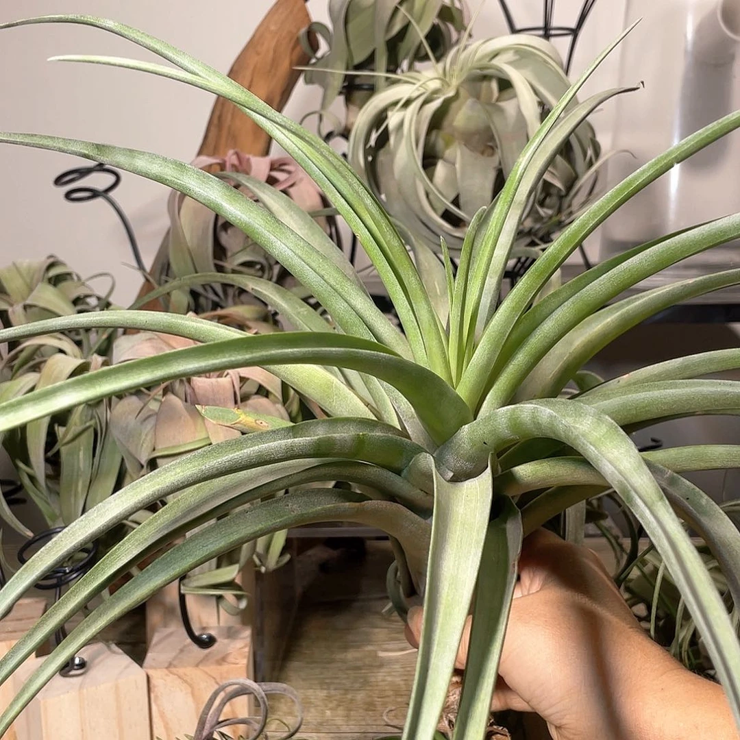 木柄66号 空气凤梨