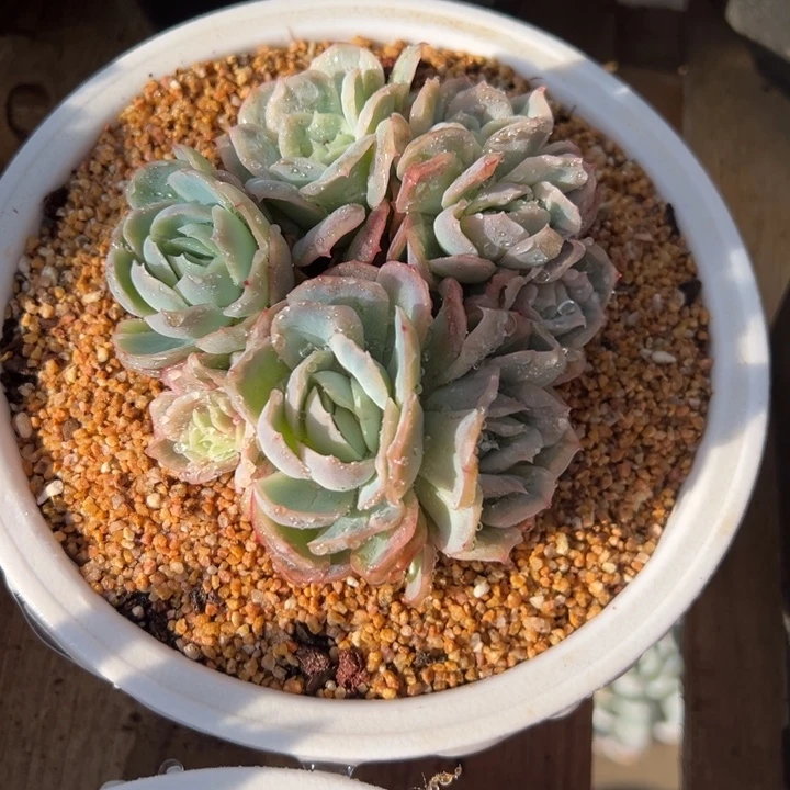 泡泡纱裙 阿松多肉