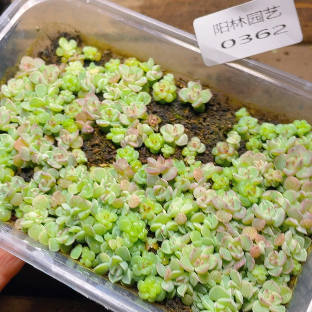 多肉植物多肉植物362