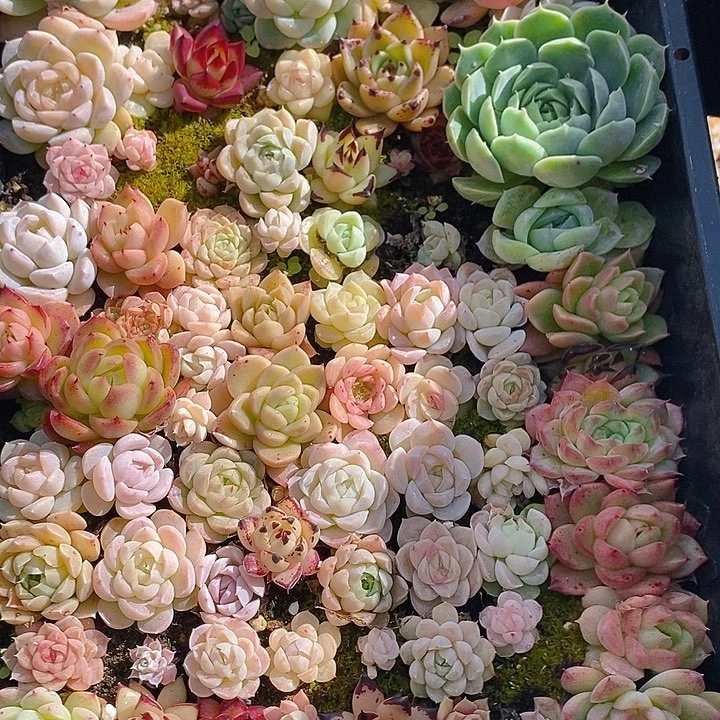 114 多肉植物盆栽花卉盆栽