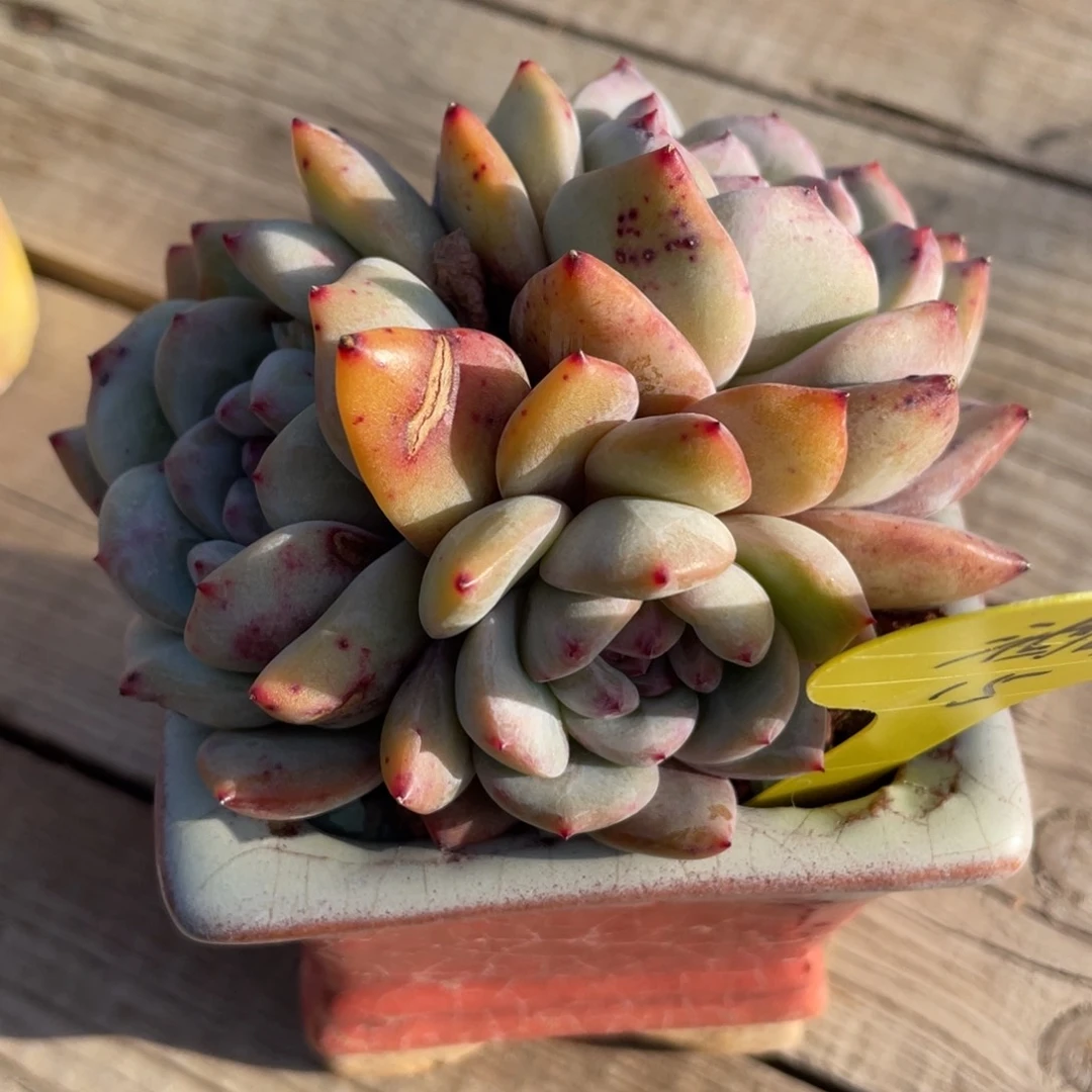 酒**子星影三头一个15