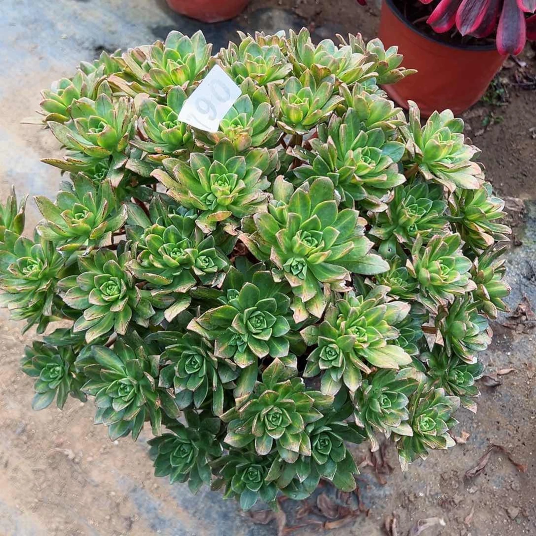 紫砂茶宠花茶老桩790