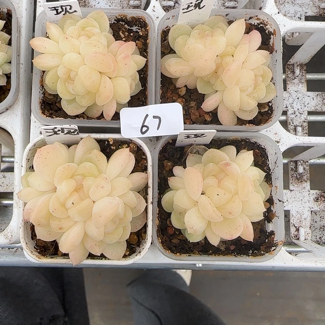 林***久67福利现金四颗三头