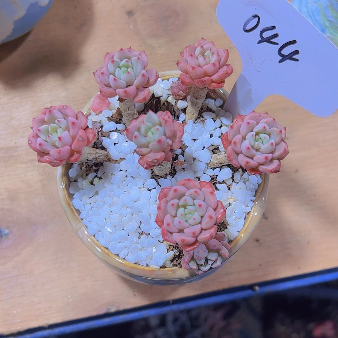 李*意44迷雾泡泡。。。。。。