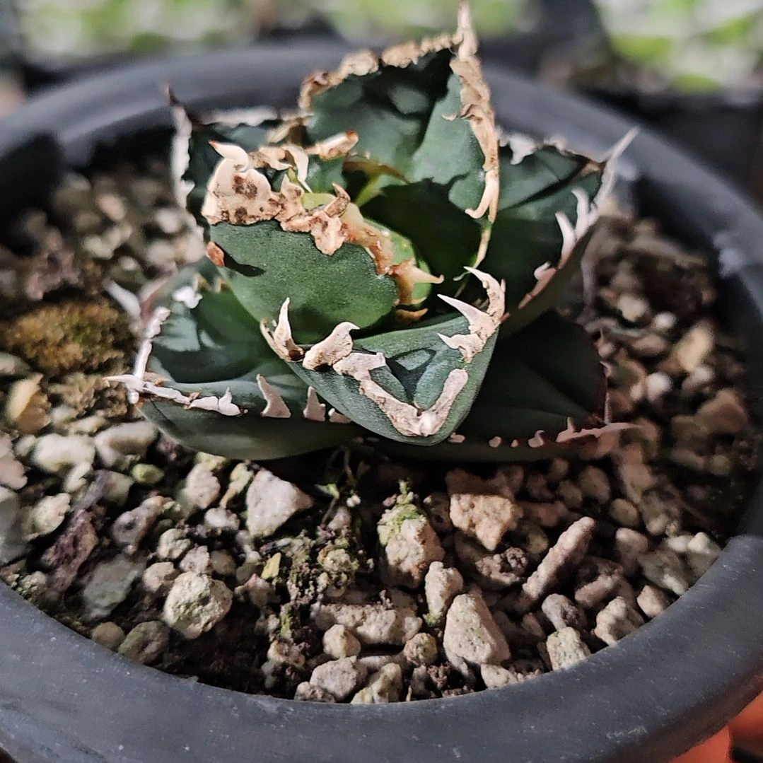 狼人有根苗 基因保证 非组培 源头基地直发