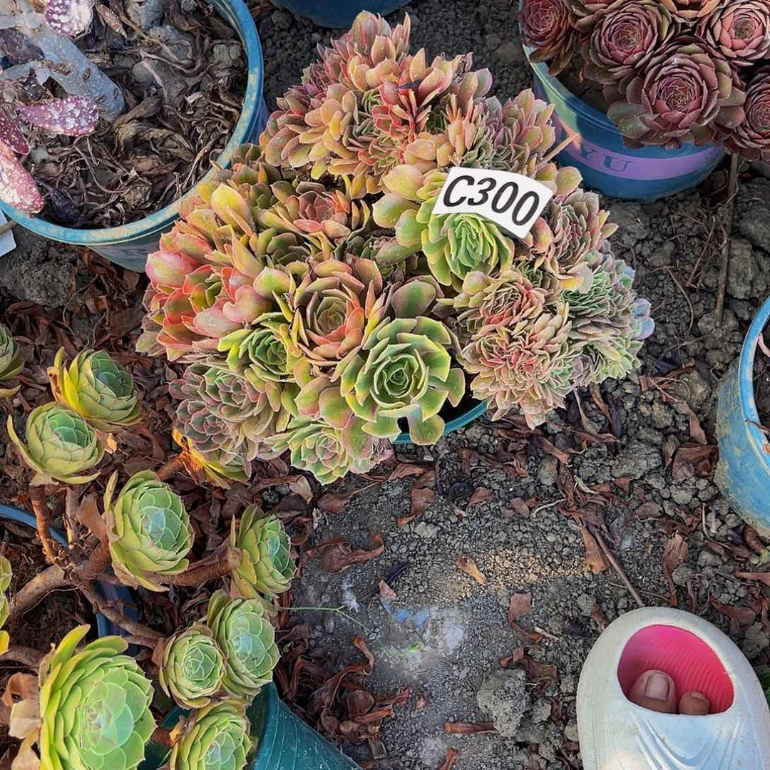 红袖法师14/39包邮