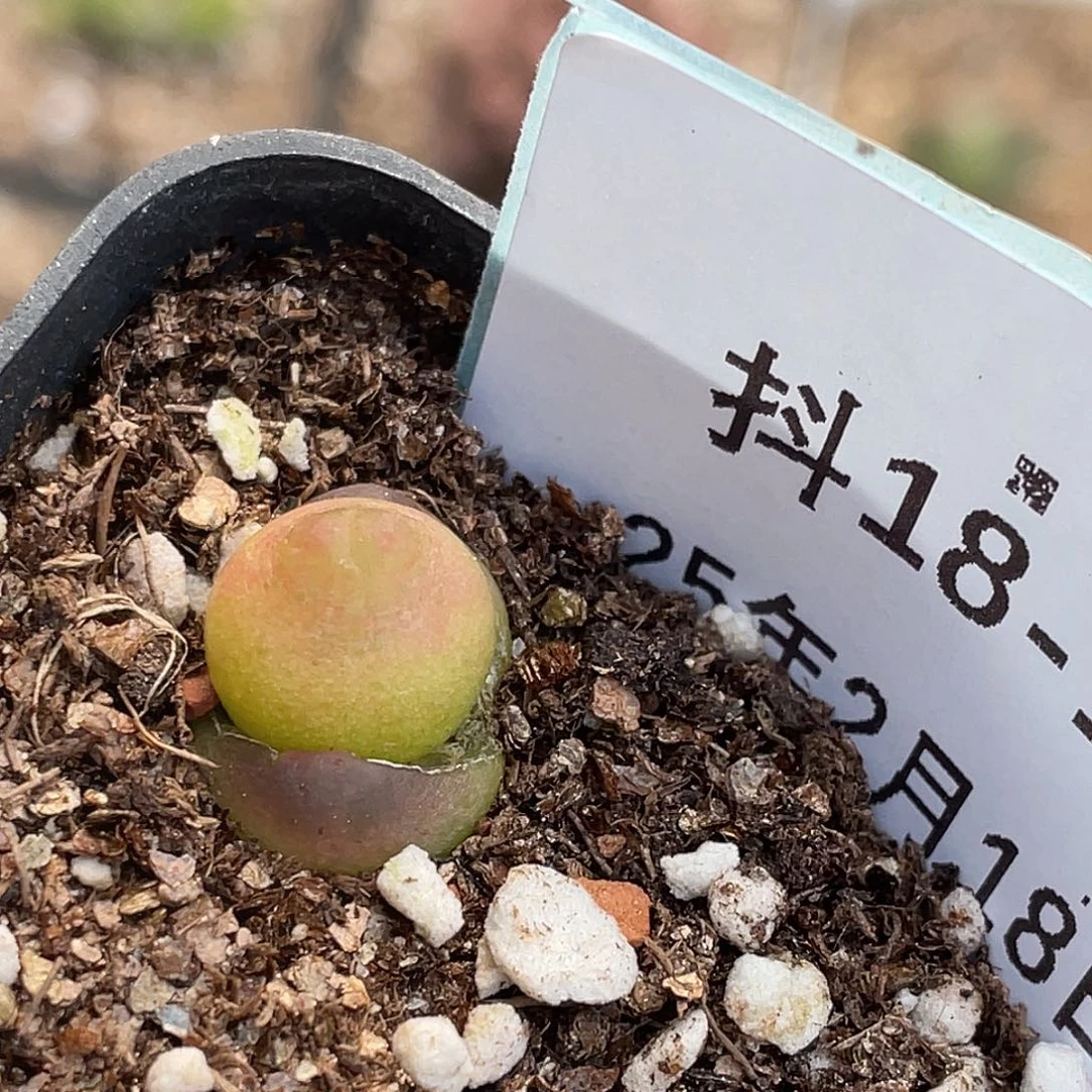 18-16拉登多肉植物