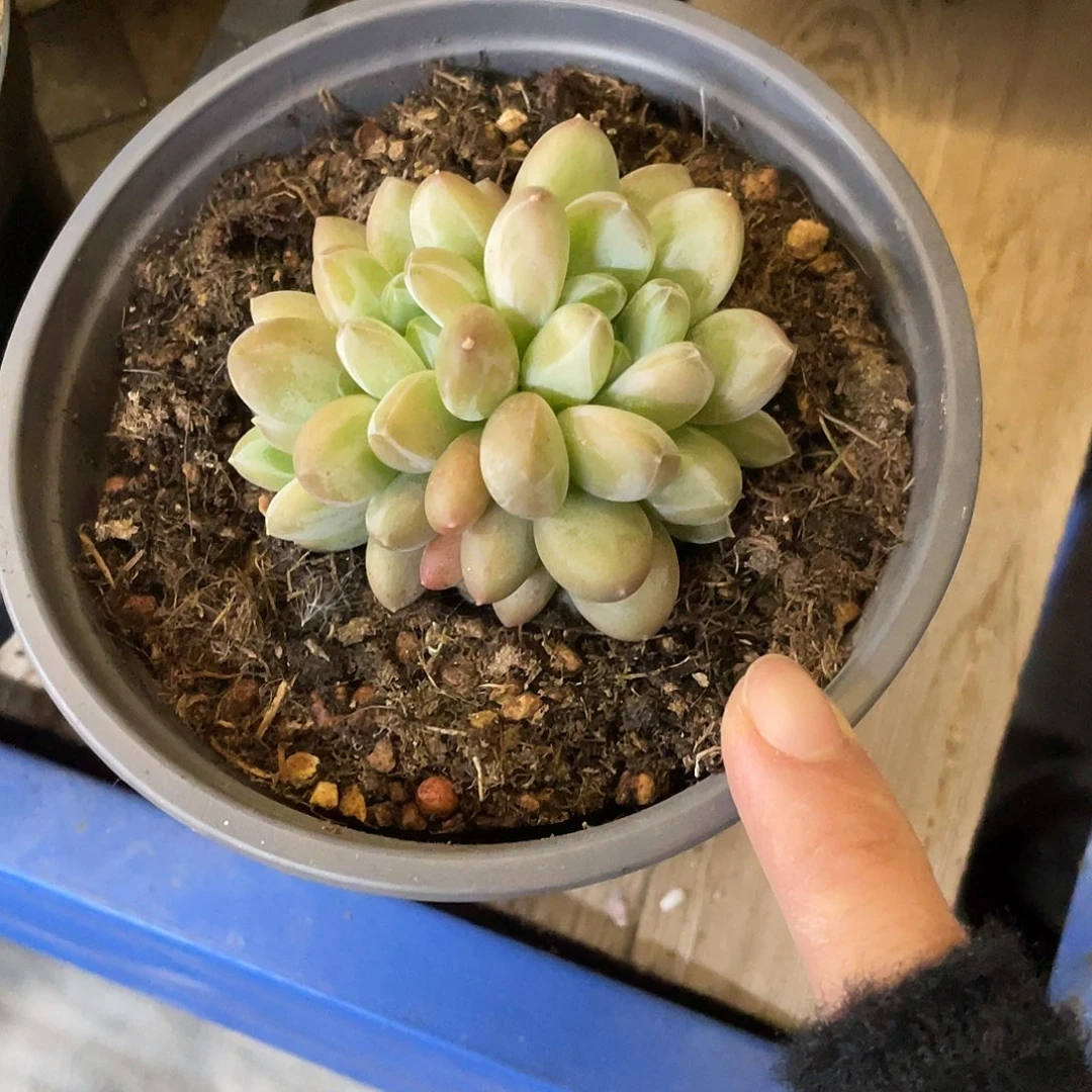 多肉植物等植物资源丰富的
