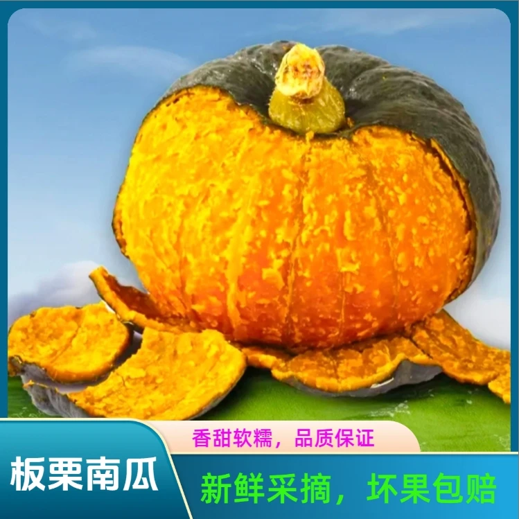 甘肃沙漠新鲜采摘板栗南瓜软糯香甜当季瓜果孕妈宝宝代餐辅食