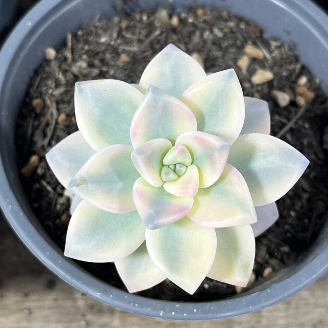 【任意下单即包邮】淡雪覆伦锦6厘米多肉植物，脱土发货
