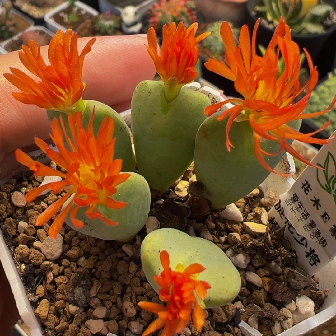 152多肉植物种类多样