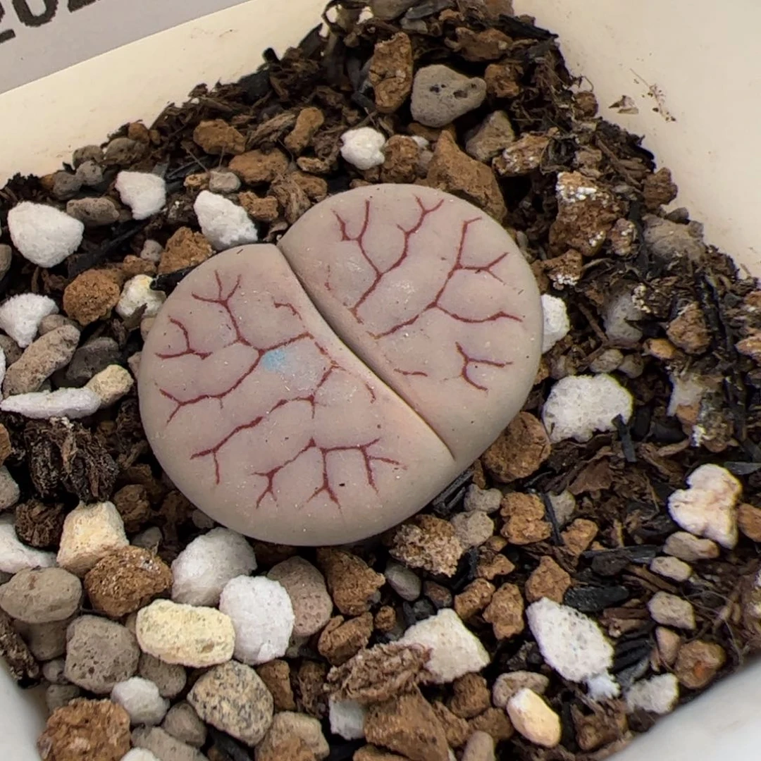 在***儿0816号 373多肉植物