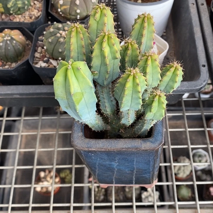 瓶*?伯克利和格蕾纳等著名音乐