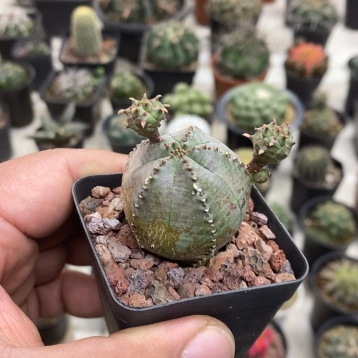 子吹布纹球特价福利