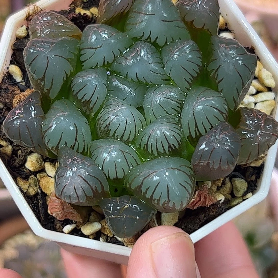 孔明灯十二卷多肉