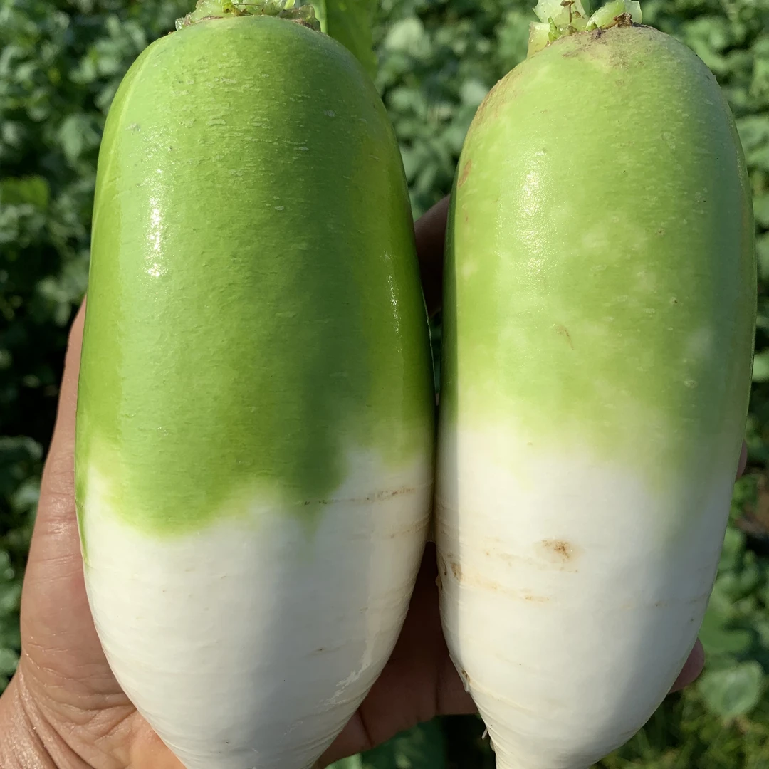 新鲜现拔青萝卜口感清甜微辣清脆多汁可生吃