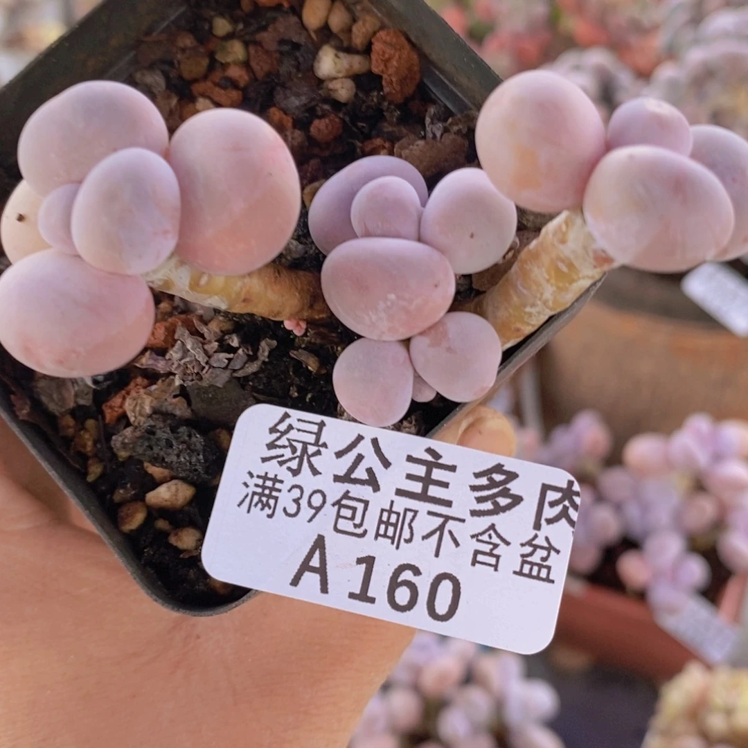 橙奶6cm160多肉植物