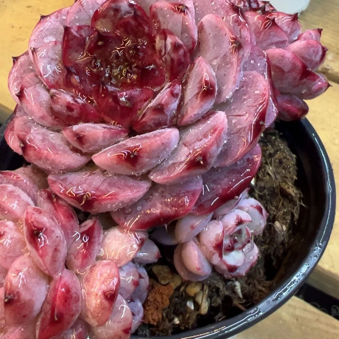 二*✨3号天鹅绒多头，福利多多