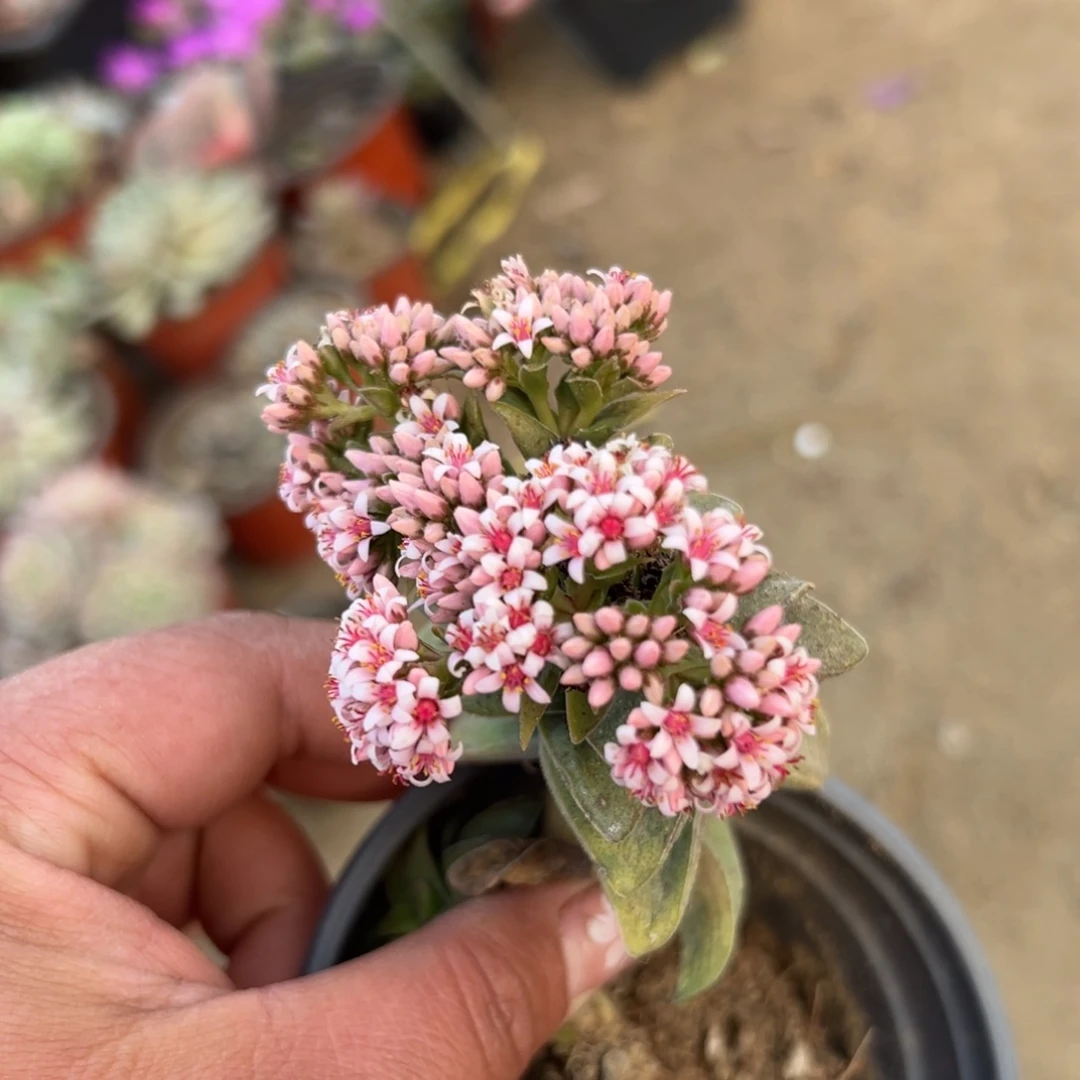 多肉植物多肉植物