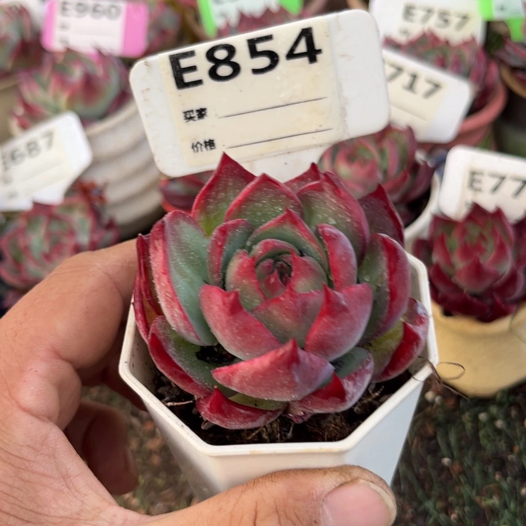 惊鸿一瞥854号多肉