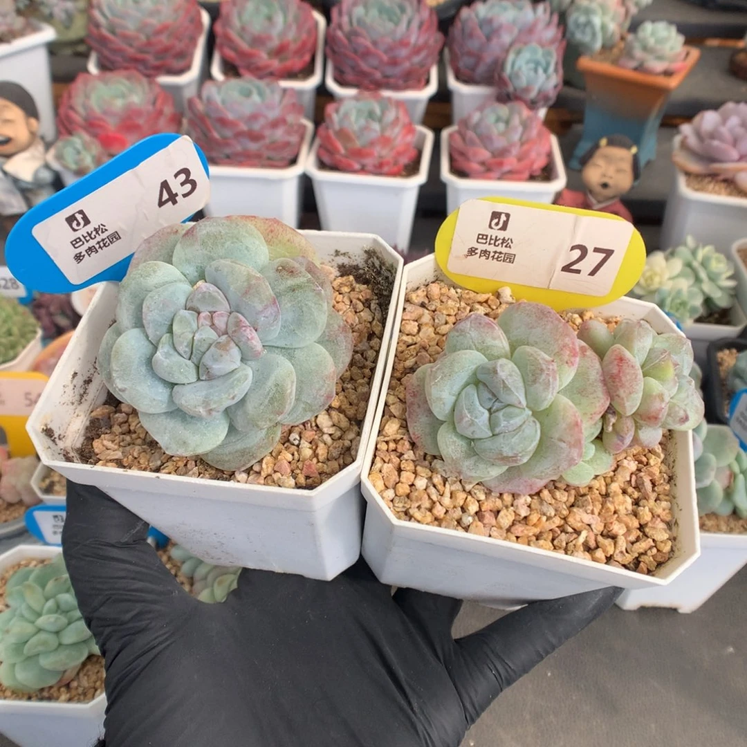 会***年43-27 冰玉石化多肉