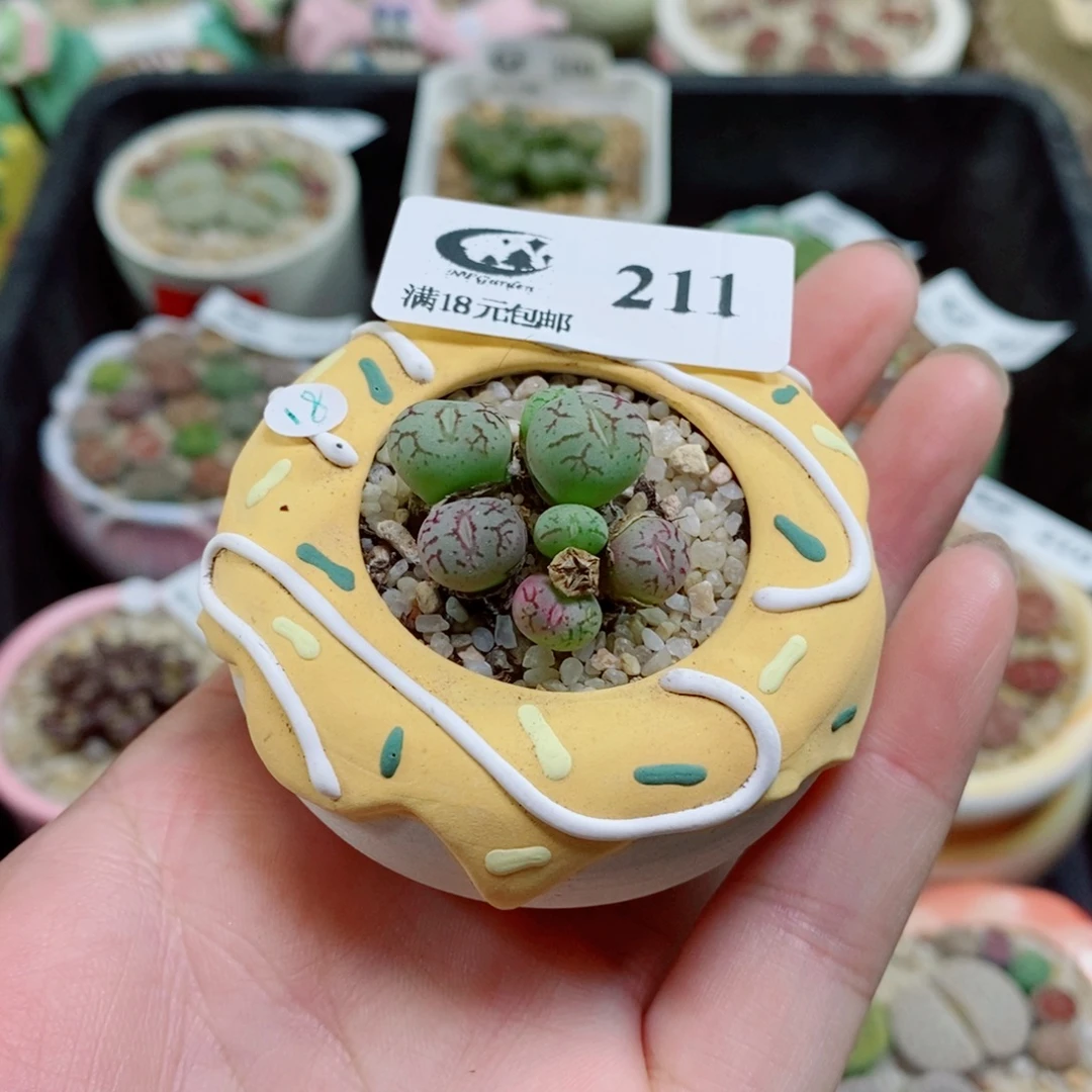 生石花花花花花花211