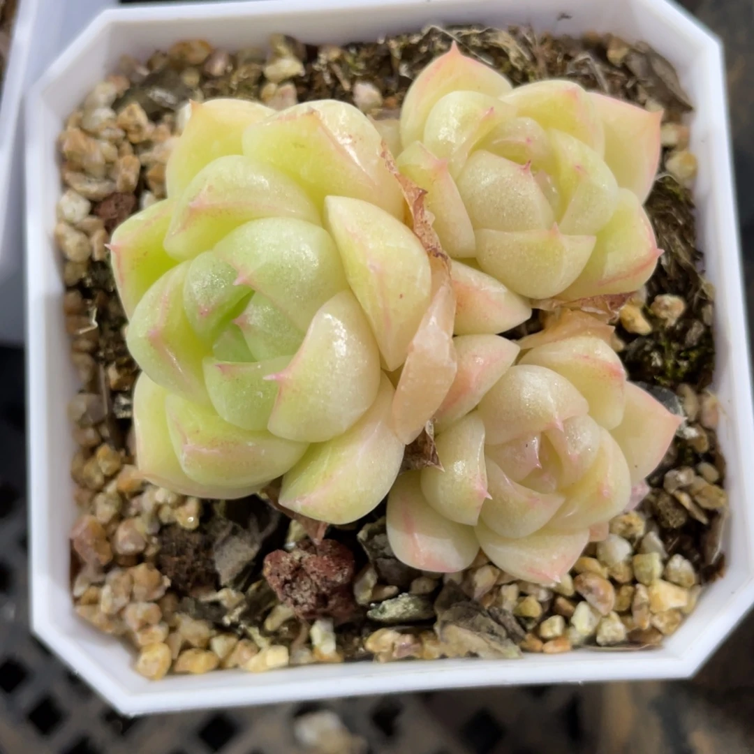 S优选麦杆群生不包整1668