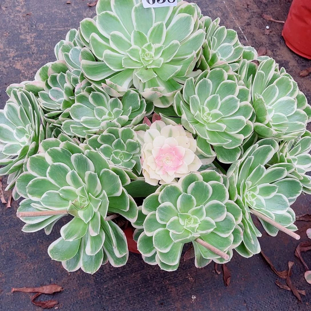 无花朵潇**生多肉植物孔雀翎638