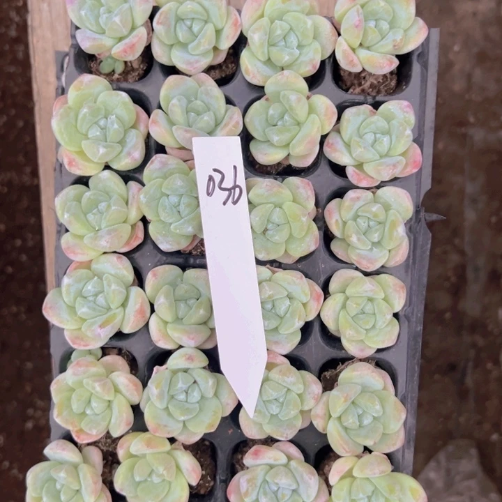 036大单头奶油冰玉！！！！