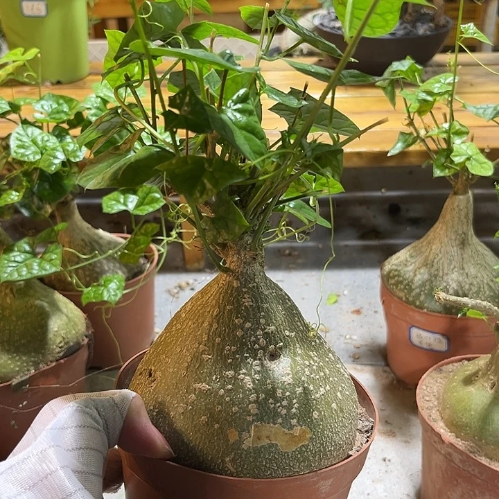 汤圆植物银叶睡布袋