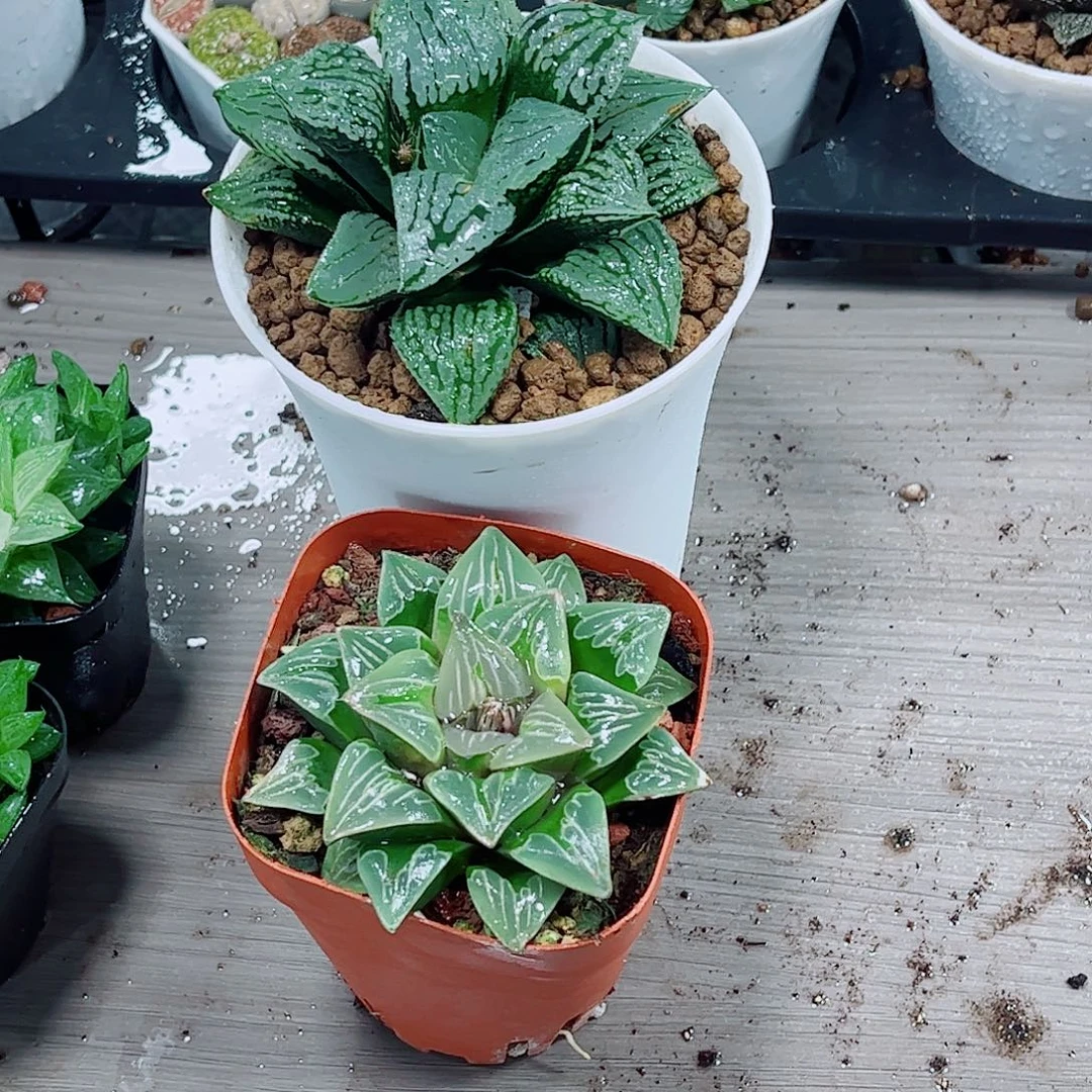 玛丽丽绿玻璃一勿一拍