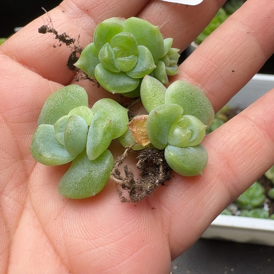 一物一拍一盒628-317