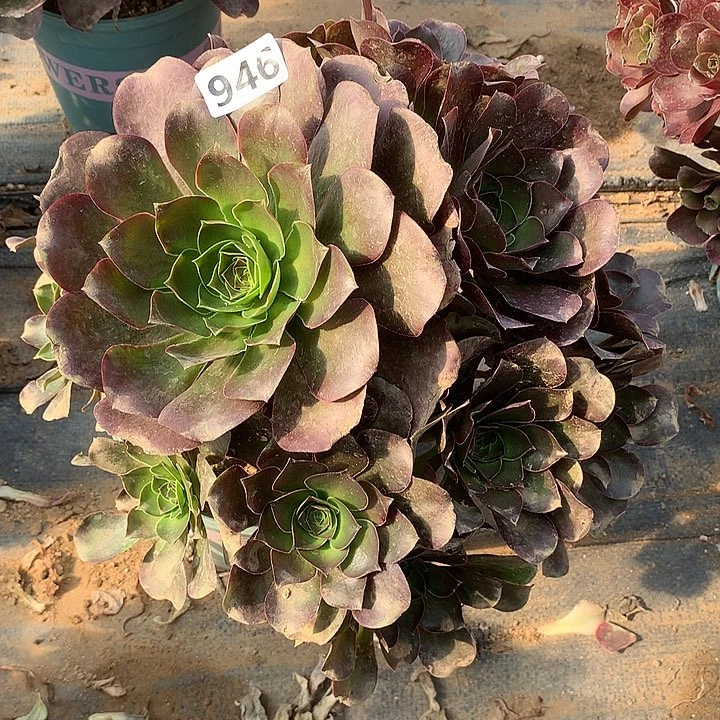 不周正魅金玫瑰946