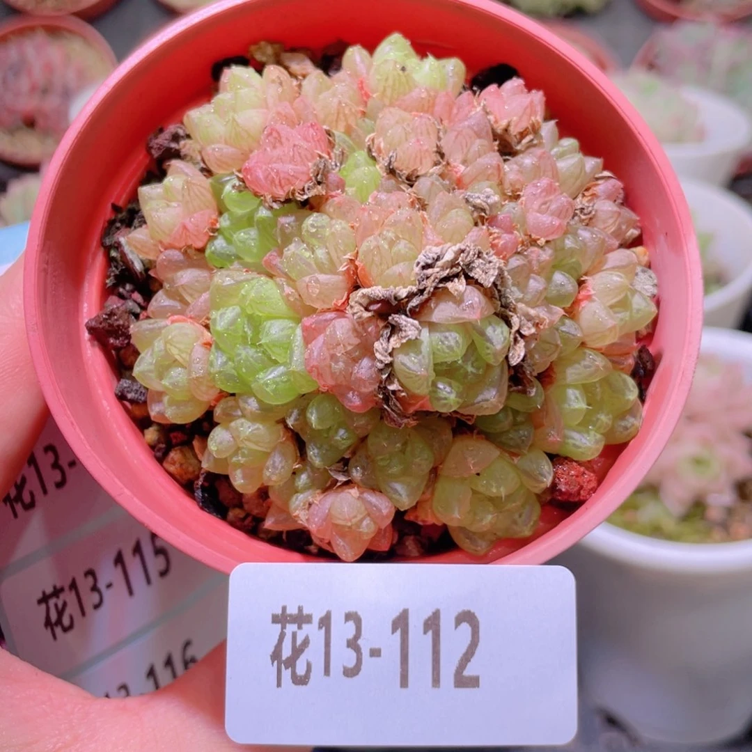 花利美13-112草玉露