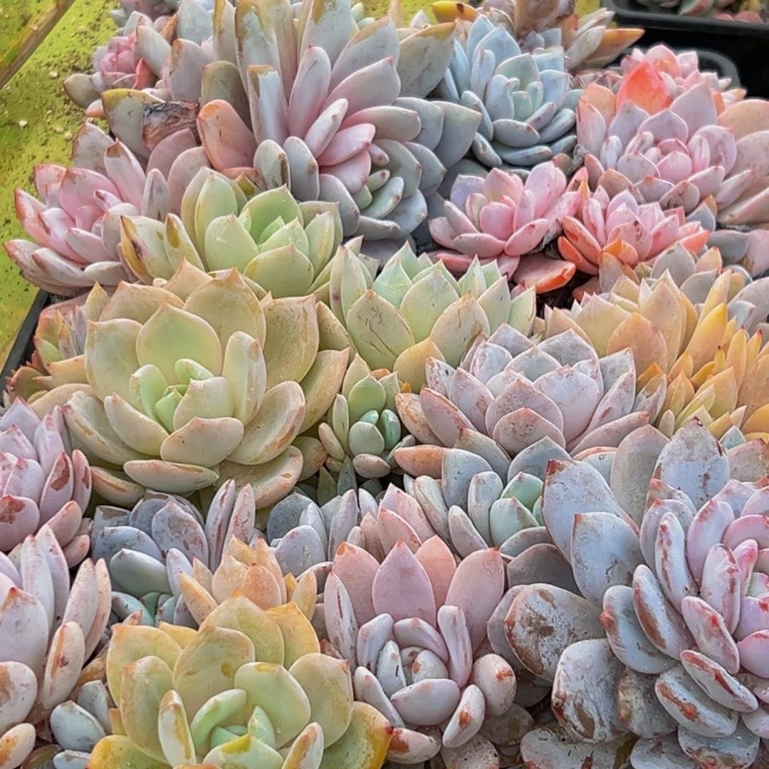 103大热天的一天从早上开始到